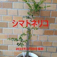 シマトネリコ　　抜き苗