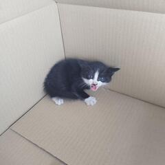 道路でうずくまってた子猫
