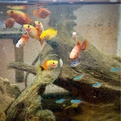 お取引決定しました【熱帯魚】プラティ、ネオンテトラ、コリドラス　の画像