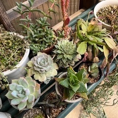 多肉植物セット・ビカクシダ子株
