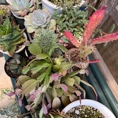 多肉植物セット・ビカクシダ子株の画像