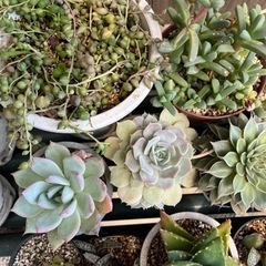 多肉植物セット・ビカクシダ子株の画像