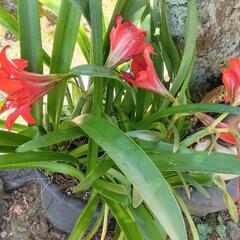アマリリス　鉢ごと　植物　花　 ガーデニング