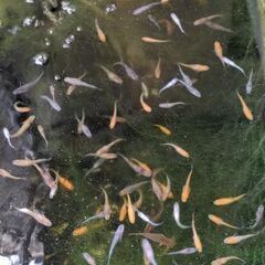 めだか　ミックス　5匹　メダカの画像