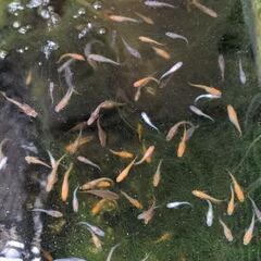 めだか　ミックス　5匹　メダカの画像