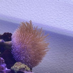 サンゴ　ウミキノコ