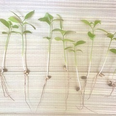 植物　柚子か甘夏　（実生苗）