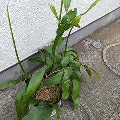 【発根済】月下美人 8株 多肉植物 サボテン