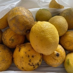 
5/31日午前中までです！① レモン 約2kg！　料理にシロッ...