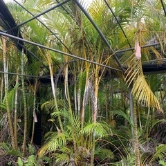 アレカヤシ
の画像