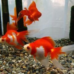 飯田琉金稚魚２０匹①の画像