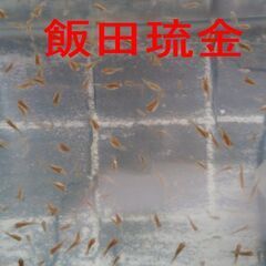 飯田琉金稚魚２０匹①の画像