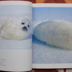 星野道夫：写真集の画像