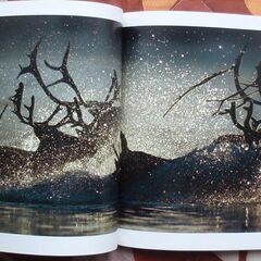 星野道夫：写真集の画像