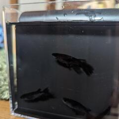 めだか　メダカ　影姫　５匹の画像