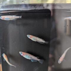 めだか　メダカ　ピンク色ラメ　１匹の画像