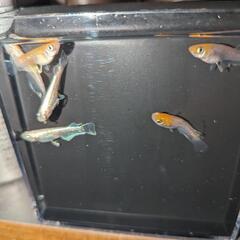 めだか　メダカ　アマテラス　５匹の画像