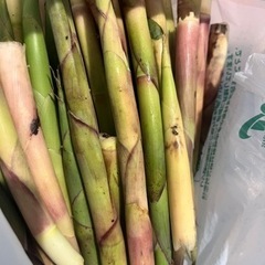 たけのこ
