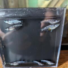 メダカ　めだか　クラウドグレーダイヤ　7匹の画像