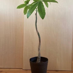 観葉植物 曲がり樹形 パキラ