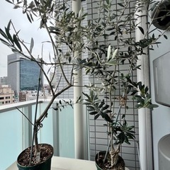 [受付停止]オリーブ鉢植え　