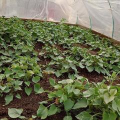 農家の作業、好きな方いませんか？