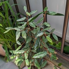 たぶんナワシログミ❓（常緑樹）