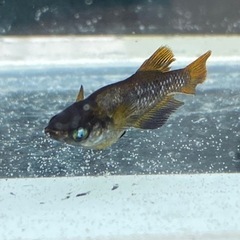 『橙』トウ　卵販売の画像