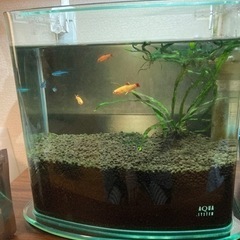 熱帯魚