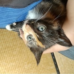 野良猫の赤ちゃんです。