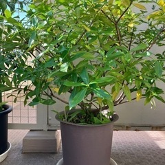 【I様】沈丁花植木