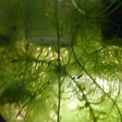 水草の画像