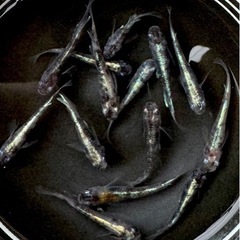 花魁　めだか　メダカ　　の画像