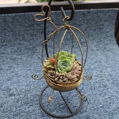 ゆらゆら多肉植物　寄せ植え　生活雑貨 家庭用品 ガーデニング