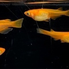 めだか　メダカ　スーパー楊貴妃　の画像