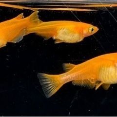 めだか　メダカ　スーパー楊貴妃　の画像