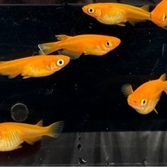 めだか　メダカ　スーパー楊貴妃　の画像