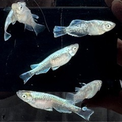 ブルージェイ　めだか　メダカの画像