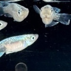 ブルージェイ　めだか　メダカの画像