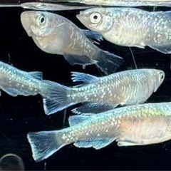 ブルージェイ　めだか　メダカの画像