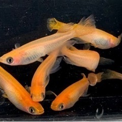 天女の舞　秋桜　めだか　メダカの画像