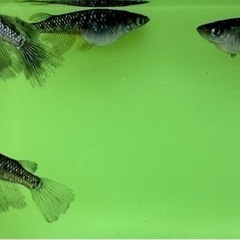 ブラックダイヤひれ長　　めだか　メダカの画像