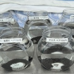 ブラックダイヤひれ長　　めだか　メダカの画像