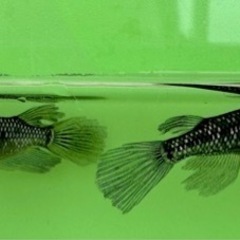 ブラックダイヤひれ長　　めだか　メダカの画像