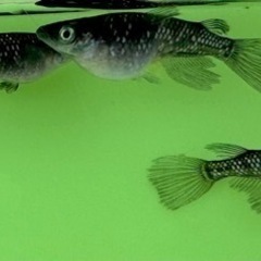ブラックダイヤひれ長　　めだか　メダカの画像