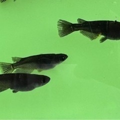 オロチ　めだか　メダカの画像