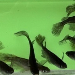 サタン　めだか　メダカの画像
