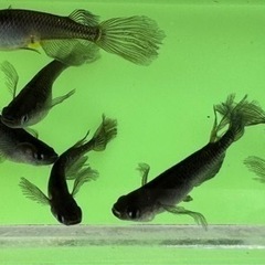 サタン　めだか　メダカの画像