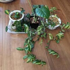 観葉植物