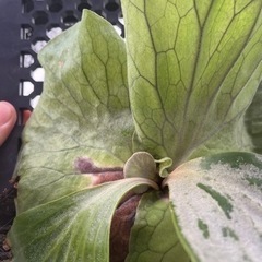 Platycerium elephantotis var.Mammuthus 2024_01の画像